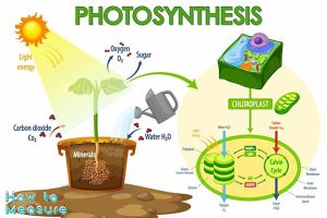 how to measure the rate of photosynthesis