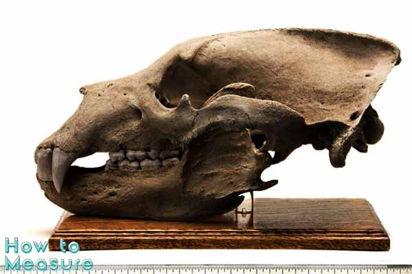 How to measure a bear skull?