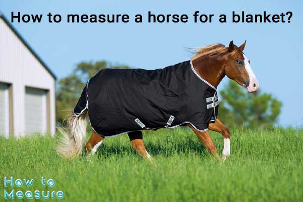 What measurements are needed for a horse blanket?