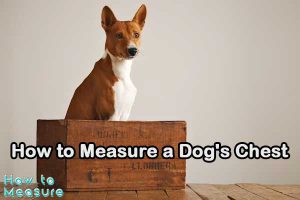 How to Measure a Dog's Chest