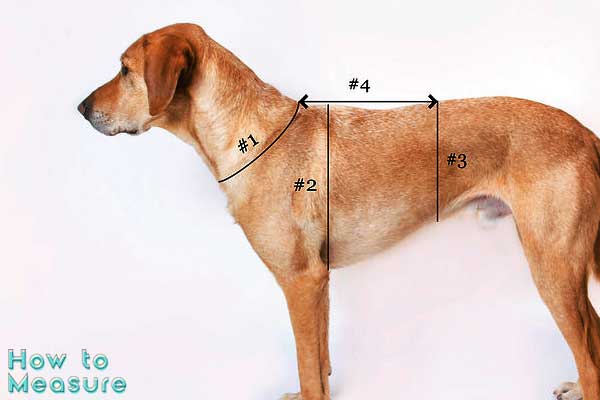 Measure a Dog's Chest