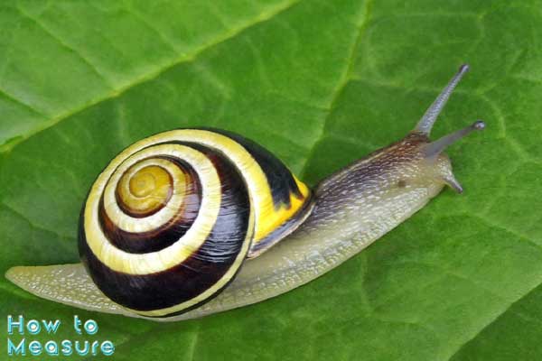 5 Garden snails