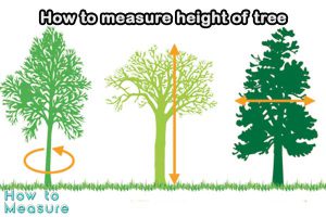 How to measure height of tree