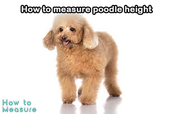 How to measure poodle height?