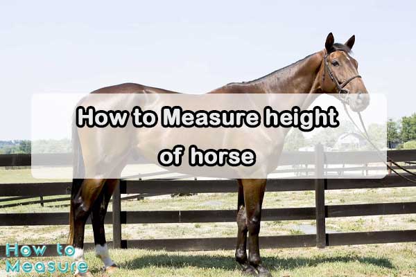 How to measure height of horse